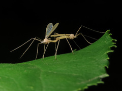 Cheilotrichia imbuta