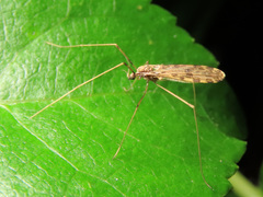 Ilisia maculata