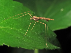 Ilisia maculata