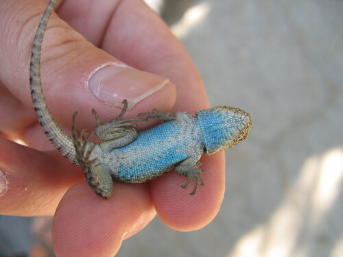 iNaturalist observation photo of Western Fence Lizard