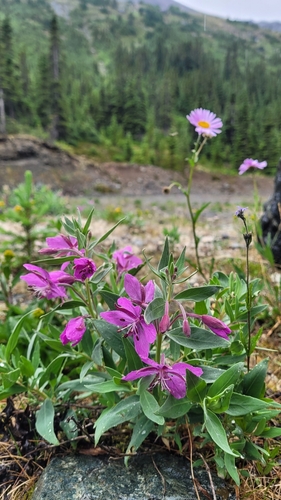 Dwarf Fireweed
