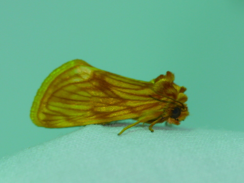 Cirrhophanus pretiosa photo 5
