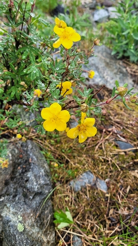shrubby cinquefoil
