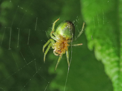 Araniella cucurbitina