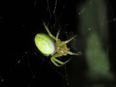 Araniella cucurbitina