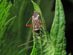 Closterotomus biclavatus