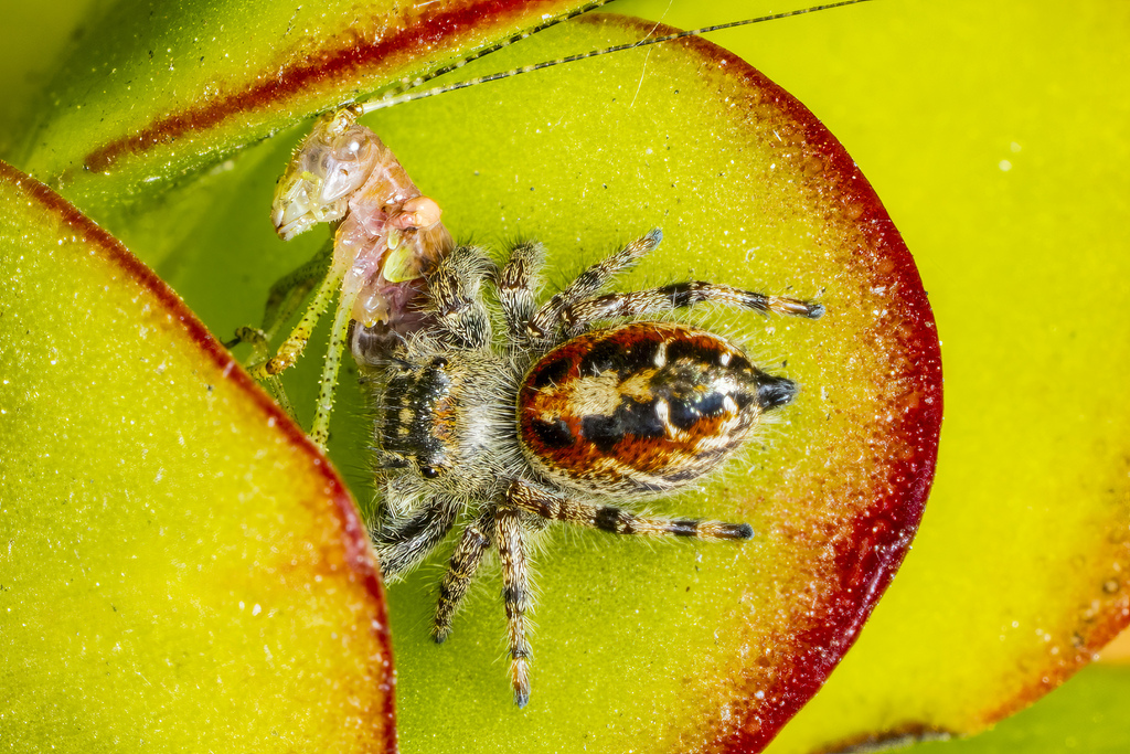 Phidippus adumbratus from Manhattan Beach, CA 90266, USA on July 19 ...