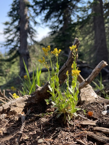 Draba abajoensis