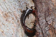 Nesogaster ruficeps