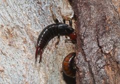 Nesogaster ruficeps