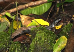 Emoia nigra