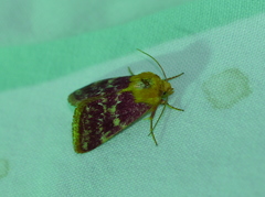 Schinia volupia