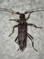 Elytrimitatrix undata