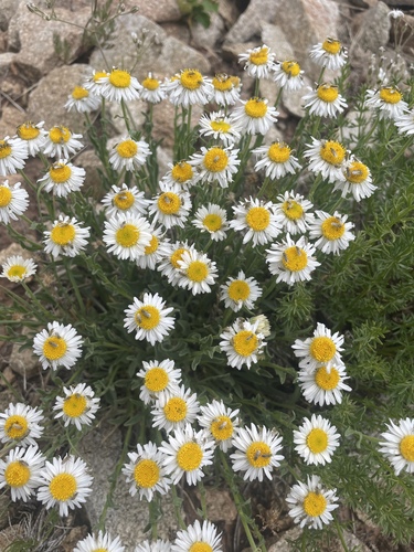 Abajo Fleabane (Erigeron abajoensis)