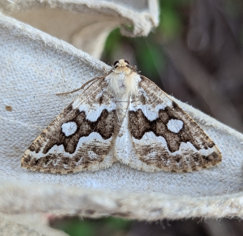 Gray Spruce Looper Moth