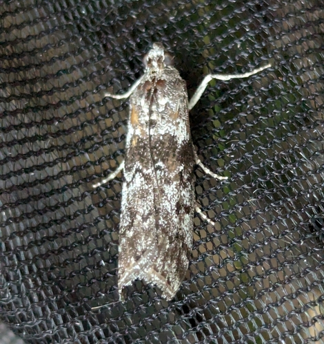 Phobus funerella