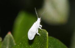 Coniopteryx maculithorax