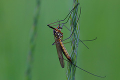 Nephrotoma appendiculata