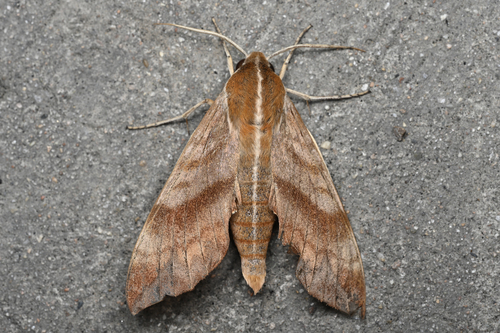 Ampelophaga rubiginosa