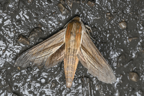 Theretra japonica