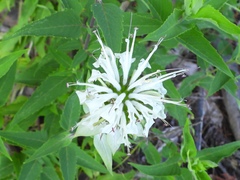 Monarda fistulosa stipitatoglandulosa