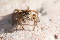 Langona tartarica