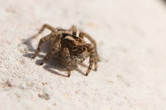 Langona tartarica
