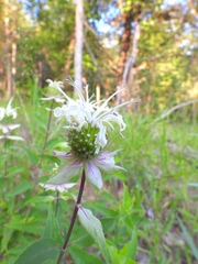 Monarda fistulosa stipitatoglandulosa