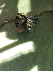 Nogodinidae