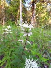 Monarda fistulosa stipitatoglandulosa