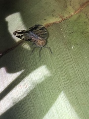Nogodinidae