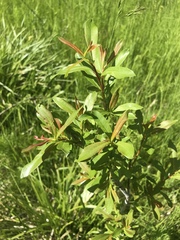 Salix irrorata