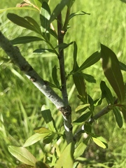 Salix irrorata