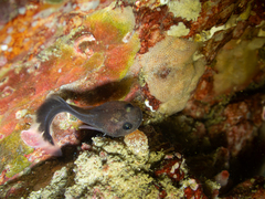 Tadpole Fish photo 5