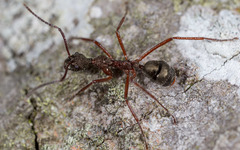 Dolichoderus attelaboides
