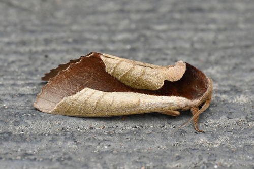Uropyia meticulodina