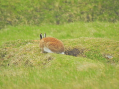 Lepus timidus hibernicus