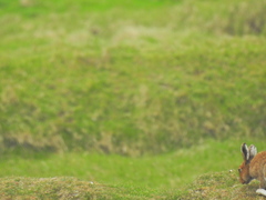 Lepus timidus hibernicus