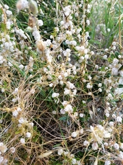 Cuscuta brevistyla