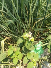 Lantana velutina