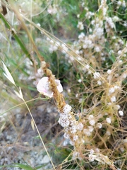 Cuscuta brevistyla