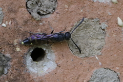 Monosapyga clavicornis