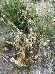 Cuscuta brevistyla