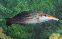 Bird Wrasse photo 2