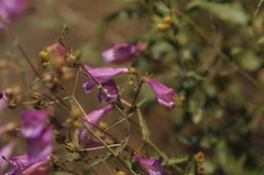 Penstemon richardsonii
