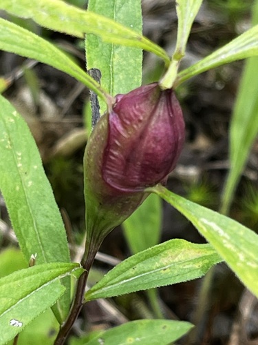 Gnorimoschema gallaediplopappi photographed on goldenrod