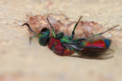 Chrysis viridula