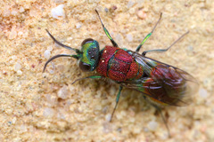 Chrysis viridula