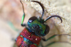 Chrysis viridula