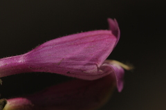 Penstemon richardsonii
